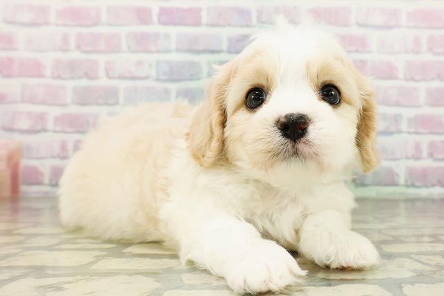 沖縄県のハーフ犬・ミックス犬 (Coo&RIKUイオン北谷店/2026年3月20日生まれ/男の子/ブレンハイム)の子犬の3枚目の画像