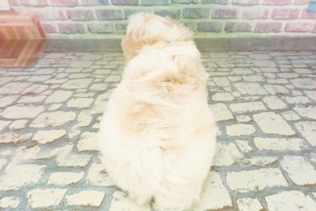 沖縄県のハーフ犬・ミックス犬 (Coo&RIKUイオン北谷店/2026年3月20日生まれ/男の子/ブレンハイム)の子犬の4枚目の画像