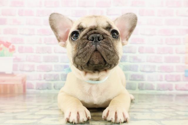 東京都のフレンチブルドッグ (Coo&RIKU練馬店/2026年3月20日生まれ/男の子/フォーン)の子犬の1枚目の画像
