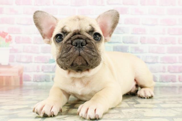東京都のフレンチブルドッグ (Coo&RIKU練馬店/2026年3月20日生まれ/男の子/フォーン)の子犬の2枚目の画像