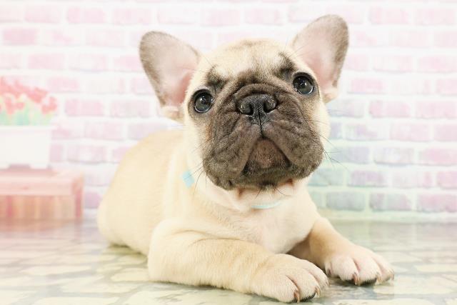 東京都のフレンチブルドッグ (Coo&RIKU練馬店/2026年3月20日生まれ/男の子/フォーン)の子犬の3枚目の画像