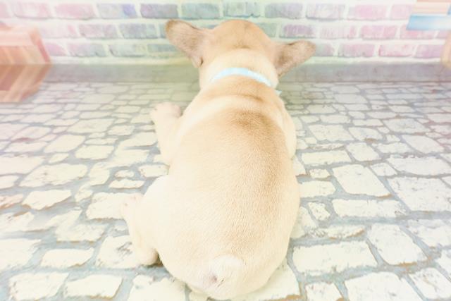東京都のフレンチブルドッグ (Coo&RIKU練馬店/2026年3月20日生まれ/男の子/フォーン)の子犬の4枚目の画像