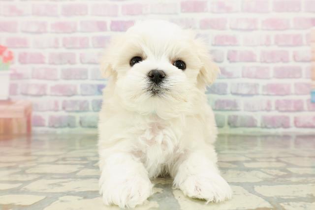 東京都のマルチーズ (Coo&RIKU新宿三丁目店/2026年3月20日生まれ/男の子/ホワイト)の子犬