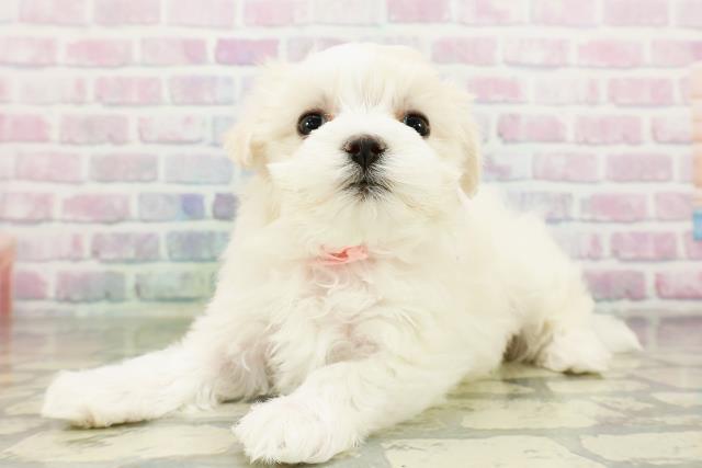 沖縄県のマルチーズ (Coo&RIKU沖縄浦添店/2026年3月20日生まれ/女の子/ホワイト)の子犬の2枚目の画像