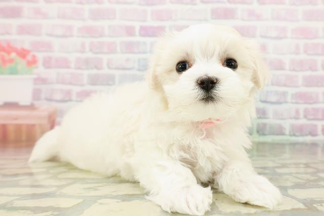 沖縄県のマルチーズ (Coo&RIKU沖縄浦添店/2026年3月20日生まれ/女の子/ホワイト)の子犬の3枚目の画像