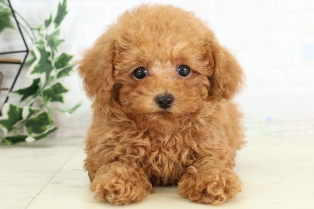 福岡県のトイプードル(トイ) (Coo&RIKU小倉店/2026年3月18日生まれ/男の子/オレンジフォーン)の子犬の1枚目の画像