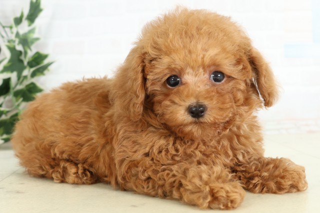 福岡県のトイプードル(トイ) (Coo&RIKU小倉店/2026年3月18日生まれ/男の子/オレンジフォーン)の子犬の2枚目の画像