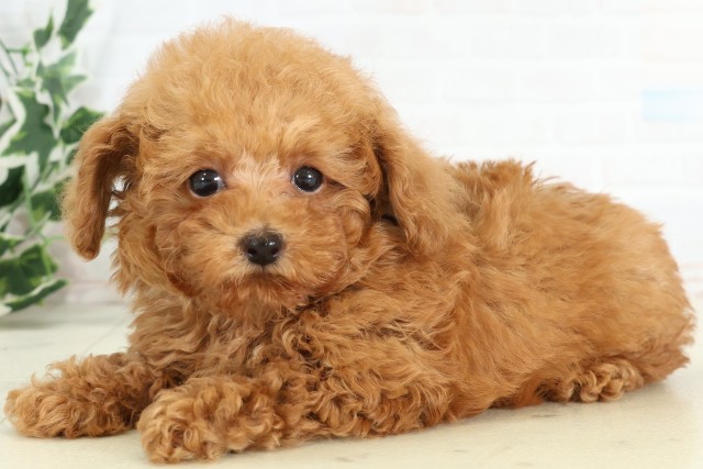 福岡県のトイプードル(トイ) (Coo&RIKU小倉店/2026年3月18日生まれ/男の子/オレンジフォーン)の子犬の3枚目の画像