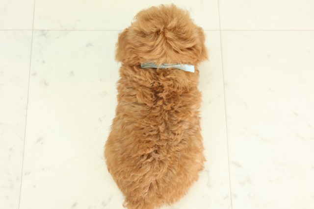福岡県のトイプードル(トイ) (Coo&RIKU小倉店/2026年3月18日生まれ/男の子/オレンジフォーン)の子犬の4枚目の画像