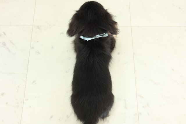 長野県のカニンヘンダックスフンド(ロング) (Coo&RIKU松本店/2026年3月20日生まれ/男の子/ブラックタン)の子犬の4枚目の画像