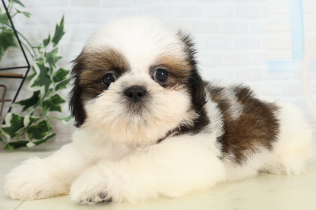 島根県のシーズー (Coo&RIKU出雲店/2026年3月20日生まれ/男の子/ゴールドホワイト)の子犬の3枚目の画像
