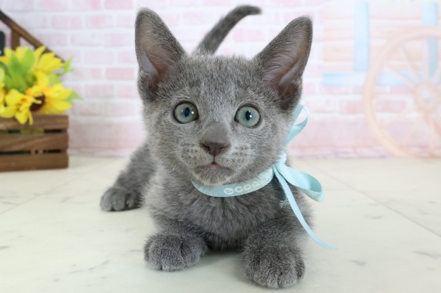 熊本県のロシアンブルー (Coo&RIKU宇土シティモール店/2026年3月17日生まれ/男の子/ブルー)の子猫の1枚目の画像