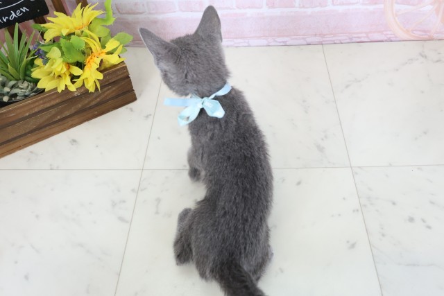 熊本県のロシアンブルー (Coo&RIKU宇土シティモール店/2026年3月17日生まれ/男の子/ブルー)の子猫の4枚目の画像
