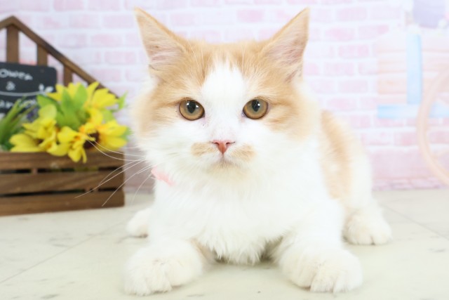 愛媛県のラガマフィン (Coo&RIKU大洲店/2025年11月2日生まれ/女の子/レッドタビーホワイト)の子猫の1枚目の画像