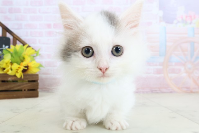 福岡県のマンチカン (Coo&RIKU久留米店/2026年3月14日生まれ/男の子/ブルーホワイト)の子猫の1枚目の画像