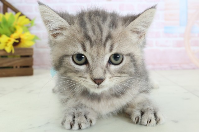 福岡県のマンチカン (Coo&RIKU福岡東店/2026年3月17日生まれ/男の子/ブルータビー)の子猫の1枚目の画像