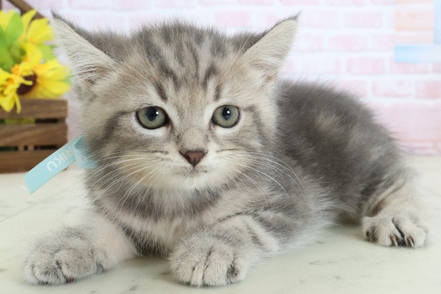 福岡県のマンチカン (Coo&RIKU福岡東店/2026年3月17日生まれ/男の子/ブルータビー)の子猫の3枚目の画像