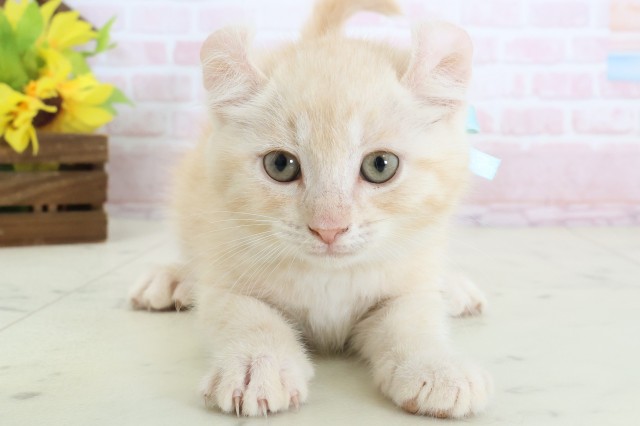 島根県のアメリカンカール (Coo&RIKU出雲店/2026年3月17日生まれ/男の子/クリームタビー)の子猫の1枚目の画像
