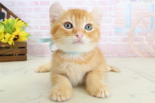 福岡県のアメリカンカール (Coo&RIKU大牟田店/2026年3月17日生まれ/男の子/レッドタビー)の子猫の1枚目の画像