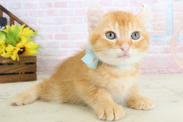 福岡県のアメリカンカール (Coo&RIKU大牟田店/2026年3月17日生まれ/男の子/レッドタビー)の子猫の2枚目の画像