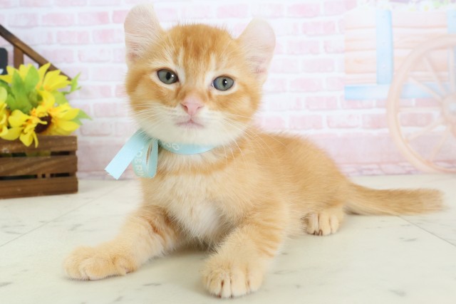 福岡県のアメリカンカール (Coo&RIKU大牟田店/2026年3月17日生まれ/男の子/レッドタビー)の子猫の3枚目の画像