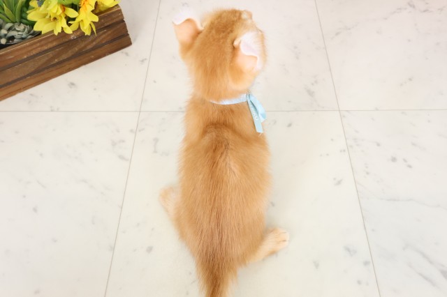 福岡県のアメリカンカール (Coo&RIKU大牟田店/2026年3月17日生まれ/男の子/レッドタビー)の子猫の4枚目の画像