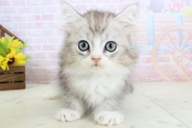 福岡県のハーフ猫・ミックス猫 (Coo&RIKUゆめタウン飯塚店/2026年3月14日生まれ/男の子/シルバータビーホワイト)の子猫の1枚目の画像