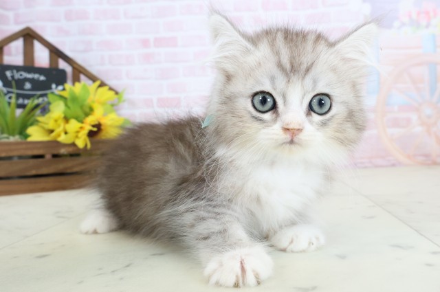 福岡県のハーフ猫・ミックス猫 (Coo&RIKUゆめタウン飯塚店/2026年3月14日生まれ/男の子/シルバータビーホワイト)の子猫の2枚目の画像