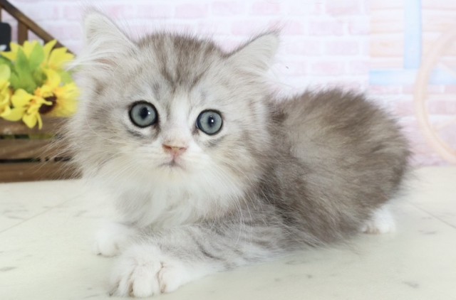 福岡県のハーフ猫・ミックス猫 (Coo&RIKUゆめタウン飯塚店/2026年3月14日生まれ/男の子/シルバータビーホワイト)の子猫の3枚目の画像