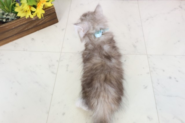 福岡県のハーフ猫・ミックス猫 (Coo&RIKUゆめタウン飯塚店/2026年3月14日生まれ/男の子/シルバータビーホワイト)の子猫の4枚目の画像