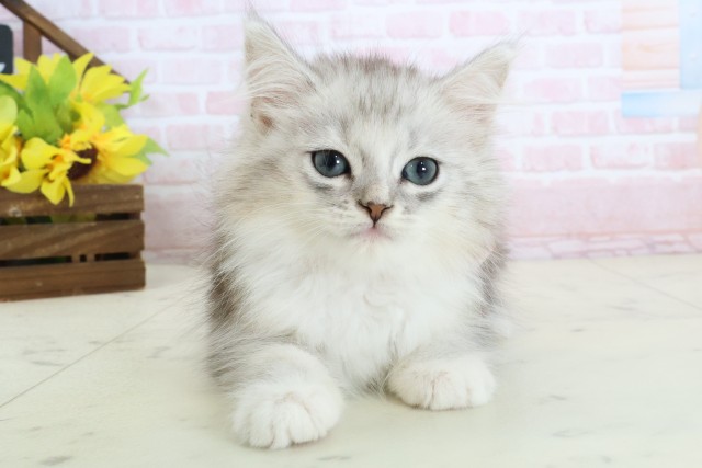 山口県のハーフ猫・ミックス猫 (Coo&RIKUサンパークあじす店/2026年3月14日生まれ/女の子/シルバータビーホワイト)の子猫の1枚目の画像
