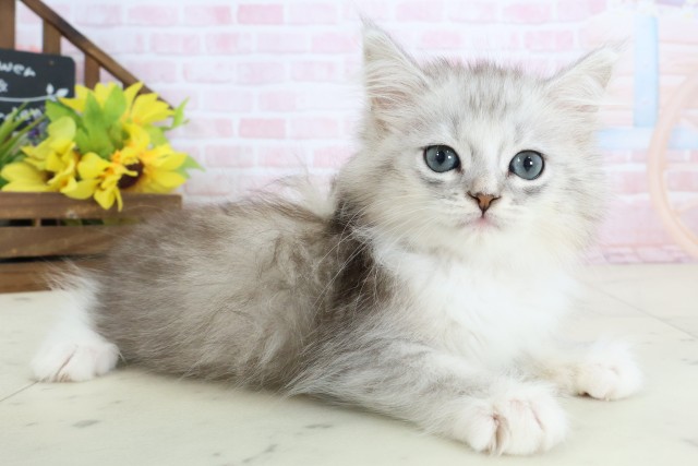 山口県のハーフ猫・ミックス猫 (Coo&RIKUサンパークあじす店/2026年3月14日生まれ/女の子/シルバータビーホワイト)の子猫の2枚目の画像