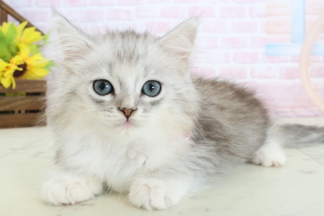 山口県のハーフ猫・ミックス猫 (Coo&RIKUサンパークあじす店/2026年3月14日生まれ/女の子/シルバータビーホワイト)の子猫の3枚目の画像
