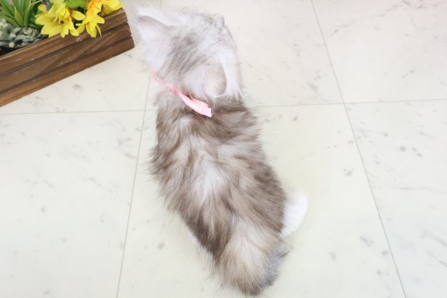山口県のハーフ猫・ミックス猫 (Coo&RIKUサンパークあじす店/2026年3月14日生まれ/女の子/シルバータビーホワイト)の子猫の4枚目の画像