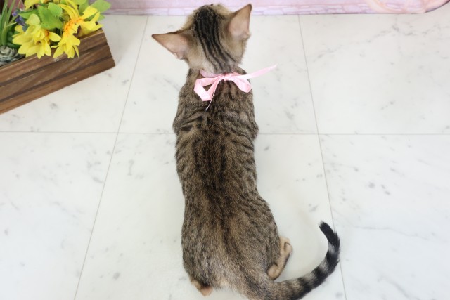 福岡県のトイガー (Coo&RIKU小倉店/2026年2月9日生まれ/女の子/ブラウンスポットタビー)の子猫の4枚目の画像
