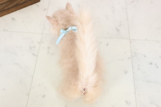 熊本県のミヌエット (Coo&RIKUカリーノ玉名店/2026年3月18日生まれ/男の子/クリームタビー)の子猫の4枚目の画像