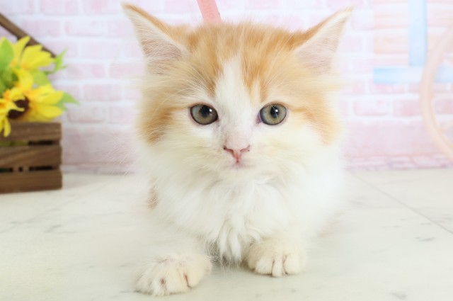 熊本県のマンチカン (Coo&RIKU熊本店/2026年2月25日生まれ/女の子/レッドタビーホワイト)の子猫の1枚目の画像