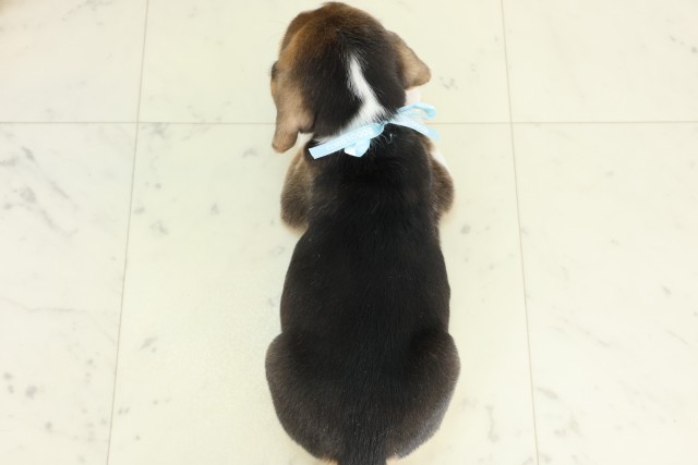 沖縄県のビーグル (Coo&RIKU沖縄浦添店/2026年3月21日生まれ/男の子/ハウンドカラー)の子犬の4枚目の画像