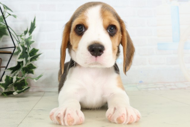 新潟県のビーグル (Coo&RIKU新潟西店/2026年3月21日生まれ/男の子/ハウンドカラー)の子犬の1枚目の画像
