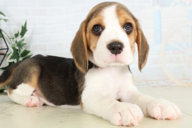 新潟県のビーグル (Coo&RIKU新潟西店/2026年3月21日生まれ/男の子/ハウンドカラー)の子犬の2枚目の画像