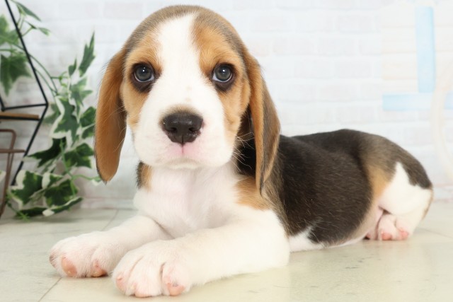 新潟県のビーグル (Coo&RIKU新潟西店/2026年3月21日生まれ/男の子/ハウンドカラー)の子犬の3枚目の画像