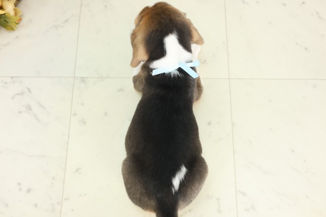 新潟県のビーグル (Coo&RIKU新潟西店/2026年3月21日生まれ/男の子/ハウンドカラー)の子犬の4枚目の画像