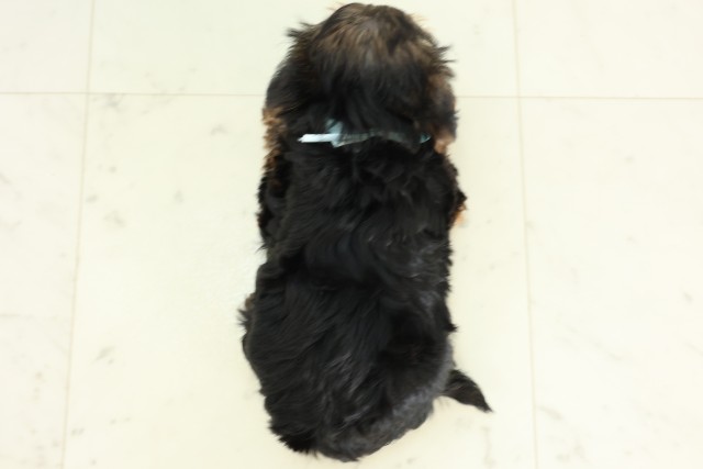 長野県のヨークシャーテリア (Coo&RIKU長野店/2026年3月20日生まれ/男の子/スチールブルータン)の子犬の4枚目の画像