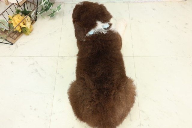 愛媛県のボーダーコリー (Coo&RIKUイオンタウン川之江店/2026年3月20日生まれ/男の子/チョコレートホワイト)の子犬の4枚目の画像