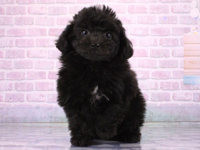 大阪府のトイプードル(トイ) (Coo&RIKU枚方店/2026年3月22日生まれ/女の子/ブラック)の子犬