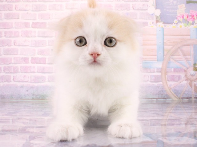 スコティッシュフォールド