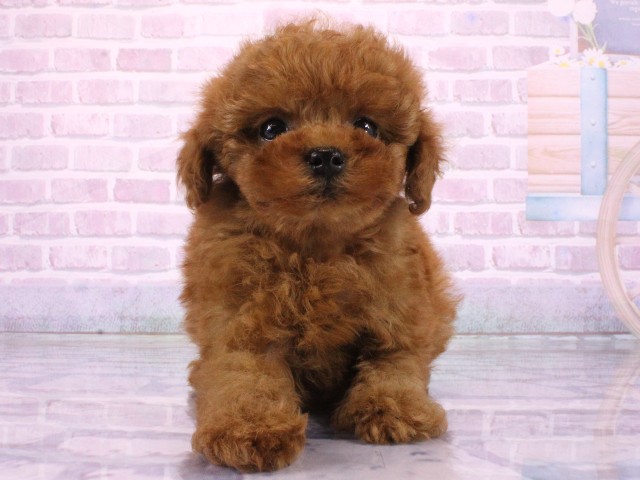 滋賀県のトイプードル(トイ) (Coo&RIKUアヤハディオ水口店/2026年3月22日生まれ/男の子/レッドフォーン)の子犬の1枚目の画像