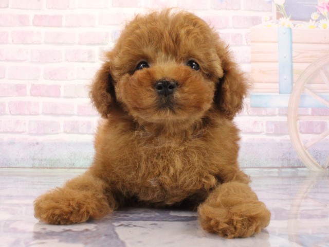 京都府のトイプードル(トイ) (Coo&RIKU舞鶴店/2026年3月22日生まれ/男の子/レッドフォーン)の子犬の1枚目の画像