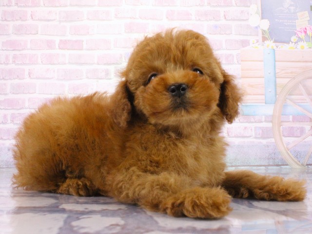 京都府のトイプードル(トイ) (Coo&RIKU舞鶴店/2026年3月22日生まれ/男の子/レッドフォーン)の子犬の2枚目の画像