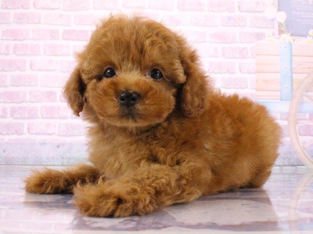 京都府のトイプードル(トイ) (Coo&RIKU舞鶴店/2026年3月22日生まれ/男の子/レッドフォーン)の子犬の3枚目の画像